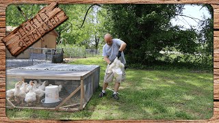 Hand Plucking 17 Chickens in One Day