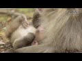 お母さんもひと休み・・・the mother needs a rest 【嵐山モンキーパーク公式 arashiyama monkeypark 】