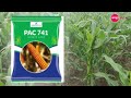 टॉप मका बियाणे एकरी घ्या 60 क्विटल उत्पन्न maka biyane top 5 corn seeds top maize hybrid seeds