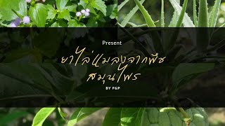 โครงงานเคมี-ยาไล่แมลงจากพืชสมุนไพร🌿