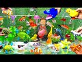 Cute Animal Videos, Colorful Chicks, Shark, Goldfish, Turtle, Dolphin, Crayfish, Crab, Starfish