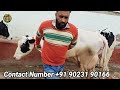 7 ਗਾਵਾਂ ਵਿਕਾਊ 7 cows for sale