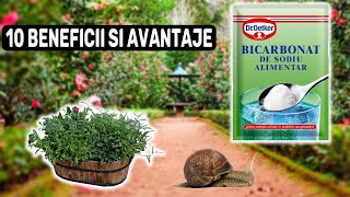 10 Beneficii si Avantaje ale Bicarbonatului de Sodiu in Gradina (testare pH, eliminare melci,etc)