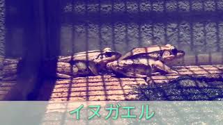 息子制作 生き物動画「イヌガエル」