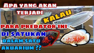 IKAN OSCAR DAN ARWANA DI CAMPUR DALAM SATU AKUARIUM - WOW APA YANG AKAN TERJADI YA ?