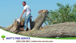 Matt's Tree Service   Tree Service in Stratford