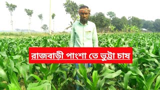 রাজবাড়ীর পাংশা তে ভুট্টা চাষ