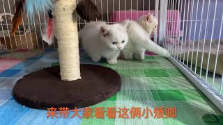 猫贩子自家猫生了一只纯白带黑帽异瞳矮脚小母猫，能值多少？