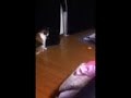 三毛猫みるくの卓球ラリー