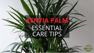 Kentia Palm Care Made Easy (Essential Tips For A Healthy Plant)