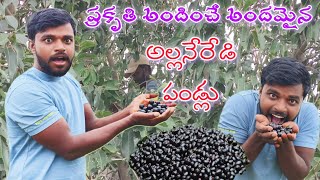 స్వచ్చమైన పల్లెటూరి అందమైన అల్లనేరేడీ పండ్లు||saivlogs786||vlog||blackberryfruit