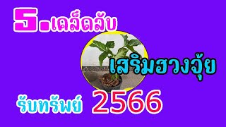 🪴ปรับฮวงจุ้ยรับเงิน!! ปลูกต้นเงินไหลมาต้องรู้ 5เคล็ดลับ  เสริมการเงิน เงินไม่ขาดในปี 2566