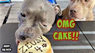 Pitbull Celebrates 4th Birthday With Cake And Presents!! Sweetest Dog On Youtube!!