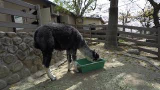 フォトライブラリー大阪｜池田市立五月山公園(動物園） 12