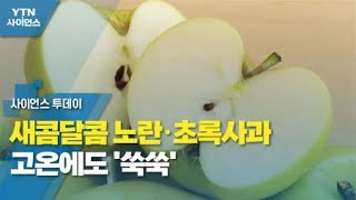 새콤달콤 노란·초록사과 고온에도 '쑥쑥' / YTN 사이언스