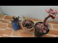 탄저병 연봉금 사후약방문 처방 u0026 웃자란 바위솔 적심 多肉植物 korean succulents