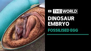 Dinosaur embryo found curled up and ready to hatch from fossilised egg | The World