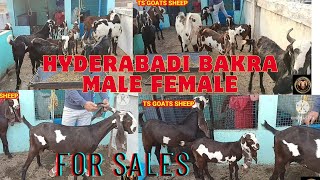 Hyderabadi goats breedlin MALE FEMALE AVILABLE saste bakre 📞9392138976