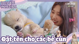 [CCTG Tập 36 #2]ENG/VIETSUB|Nghĩ tên cho cún cưng khó phết đó nha🧐|200713 KBS WORLD TV