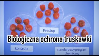 #Biologiczna #ochrona #truskawki - Jacek Ceglarski AZELIS