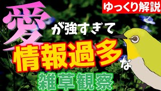 【ゆっくり解説】真冬に咲く、身近な雑草を解説【植物観察】