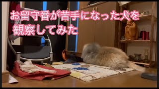 ＃ペキニーズ＃犬　【犬　お留守番】お留守番に慣れていた犬が最近お留守番苦手になってしまったみたいで、観察してみた