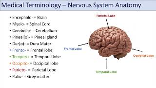 Medical Terminology | Lesson 8 | Nervous System, Cardiorespiratory and Endocrine