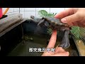 澤龜反甲怎麼辦 【九桃分享養爬蟲 《reptiles》】