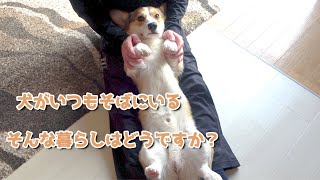 【コーギー】犬がいる暮らし～最後はコタ飯です