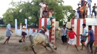 மதுரை சக்குடி ஜல்லிக்கட்டில் சீறி பாயும் காளை (Madurai Sakkudi Jallikattu Seeri Paayum Kaalai)