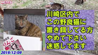 【侵入・野良猫】置き餌で迷惑してるご近所ｻﾝ【後半・多摩川せい子】