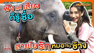 แม่นระดับเทพผู้พิชิตช้างป่วย #หมอโบว์  ช้างป่วยแค่ไหนก็เอาอยู่ HIGHLIGHT | SUPER100