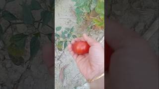 বাগানের প্রথম টমেটো পেকেছে #shorts #garden #gardening #viralvideo #trending