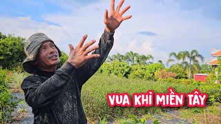 Vua Khỉ cưa Cây Dầu và Sao siêu to tại Tây Ninh.