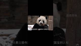 小奇迹在王奶爸这里真的安全感满满 #大猫熊  #纪录片 #追娱秀场 #animals #panda #搞笑