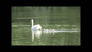 コブハクチョウの親子 - Mute Swan Family