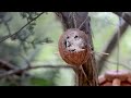 brilliant blue tits up close and personal stunning hd footage cyanistes caeruleus