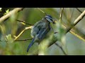 brilliant blue tits up close and personal stunning hd footage cyanistes caeruleus