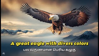 பல வருணமான பெரிய கழுகு / A great eagle with divers colors