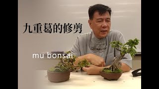 春∣日本九重葛的修剪管理 ◤林慶祥盆景藝術教學◢ Bonsai in Taiwan