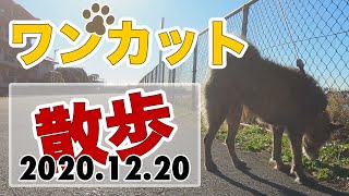 【葛飾区中川】犬の散歩ワンカット撮り(20201220)