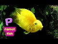 A to Z Aquatic Animals + RhymeTime nursery rhyme & kids songs