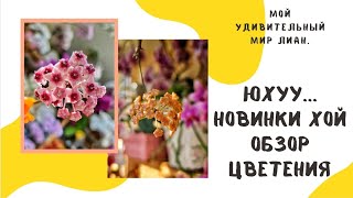 УРА! Новые хойечки в моей коллекции. Результат укоренения спустя 2 недели!Обзор цветения хой.