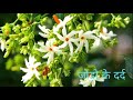 night jasmine benefits i हरसिंगार पारिजात के औषधीय गुण i