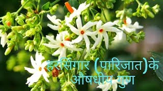 Night Jasmine Benefits I हरसिंगार (पारिजात) के औषधीय गुण I