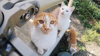 三毛猫家族の寒さ対策をしていたら子猫達の応援団が出来ていました…笑[三毛母猫の子猫]