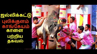 ஜல்லிக்கட்டு  புலிக்குளம்  ,காங்கேயம்   காளை  பற்றி   தெரிஞ்சிப்போம்