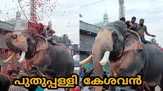 കാട്ടകാമ്പാൽ  പൂരത്തിന് വരവറിയിച്ച് കേശവൻ|kattakkabal pooram 2023|puthupally kesavan