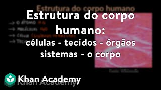 Estrutura do corpo humano: células - tecidos - órgãos - sistemas - o corpo