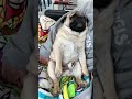 【パグ】寝落ちするパグが可愛すぎたwww【pug】